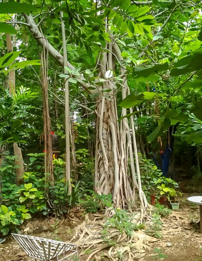 Jungle Garden – walking banyan tree