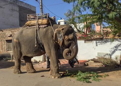 The famous Temple Elephant Lakshmi is rooming around for food